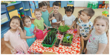 Ребята группы №3 выращивают овощи на подоконнике.